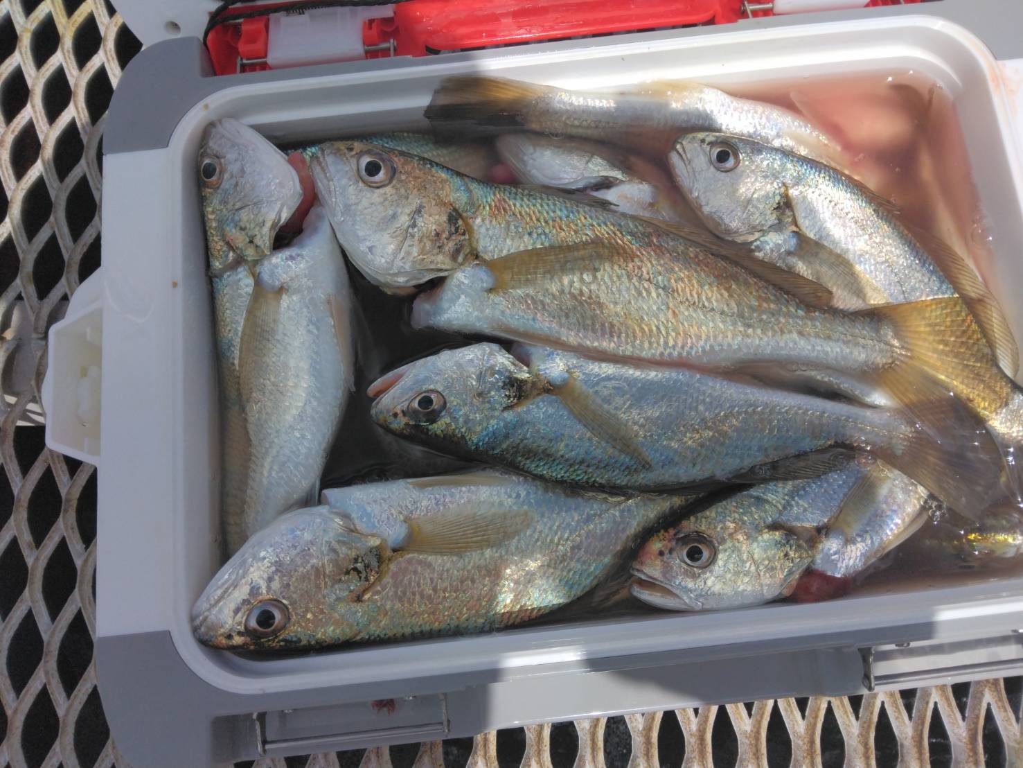 金沢水際線緑地（福浦岸壁）で釣れたイシモチの釣り・釣果情報